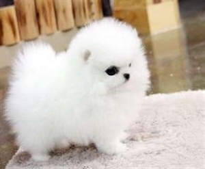 Ce chiot Pomeranien teacup blanc cherche une nouvelle famille d'accueil