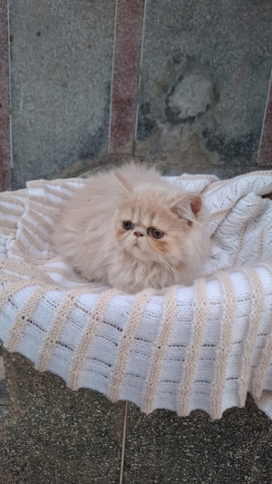 Chat persan 6 mois