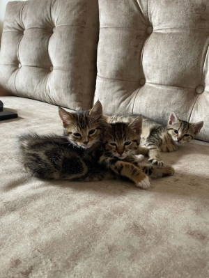 4 chats à adopter