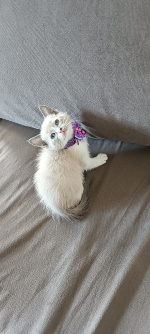 Ragdoll siamois