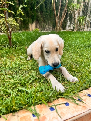 Chien golden retriever