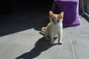 Chaton mâle roux et blan