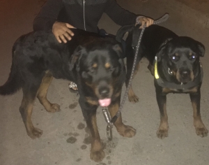 Chiots rottweiler d’origine