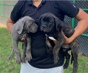 Cane corso