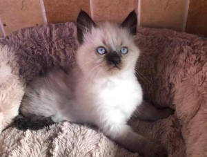 Siamois himalayen