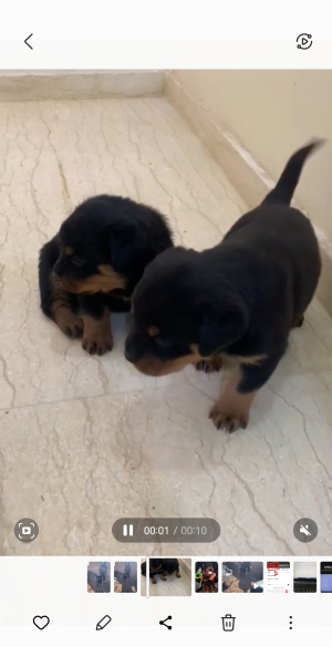 Rottweiller pedigrée