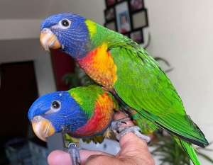 Oiseau dressé à Casablanca Maroc