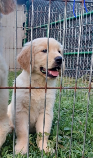 Golden retriever