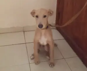 Labrador  croisé avec chien de chasse a vendre