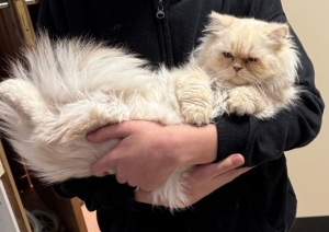 Chat male persan