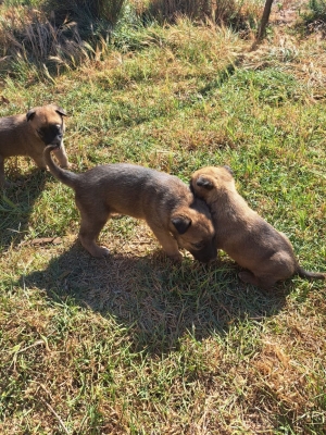 Chiots Malinois