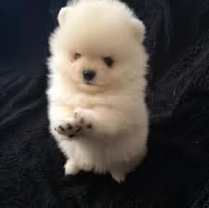 Spitz pomeranian