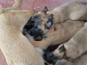 Chiots berger belge malinois