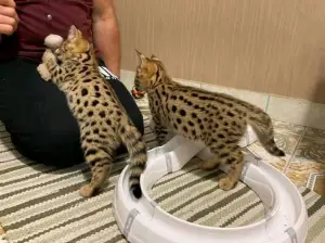 serval,caracal,savannah kitten