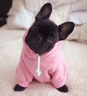 Chiots Bouledogue Français