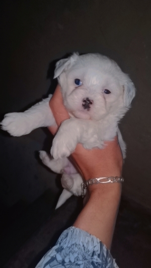 Bichon