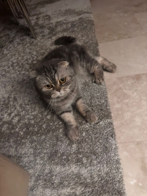 🐾 Scottish Fold mâle – Fluffy🐾