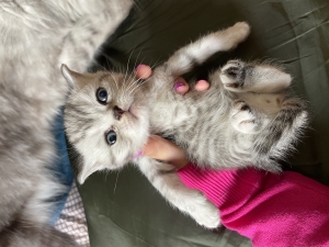 Scottish fold