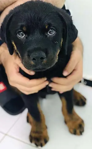 Rottweiler