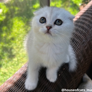 Scottish fold & straight