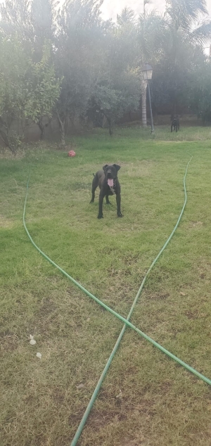 Couple de Presa canario près à reproduire