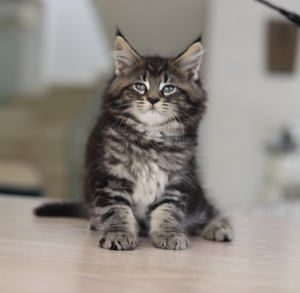 Chatons Maine coons avec Pedigree wcf