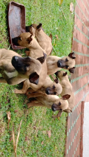 Chien malinois 2mois