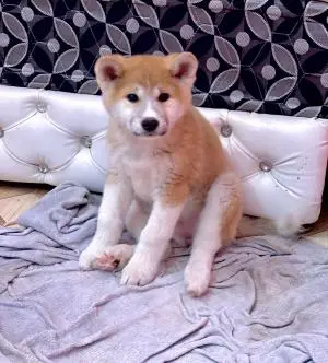 Akita inu