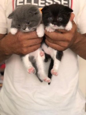 Scottish fold