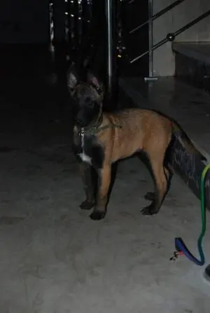 Malinois charboné