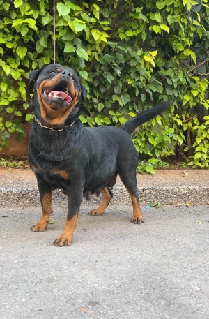 Rottweiler pedigree