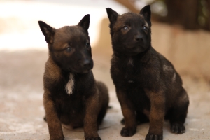 chiots malinois charbonné