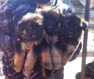 chiots berger allemand à poils longs pedigree