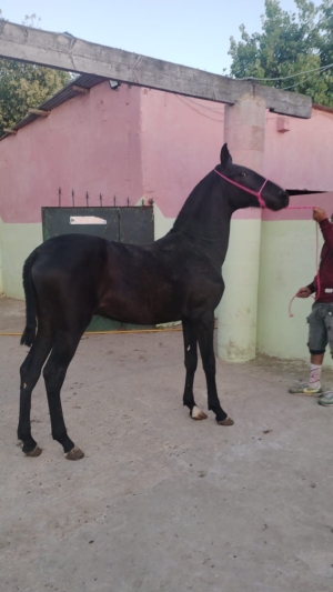 بيع الخيل