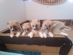 Disp chiot akita inu pur rac