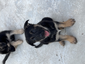 CHIEN BERGER ALLEMAND
