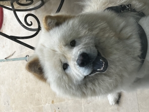 Demande d'accouplement CHOW CHOW Pedigree