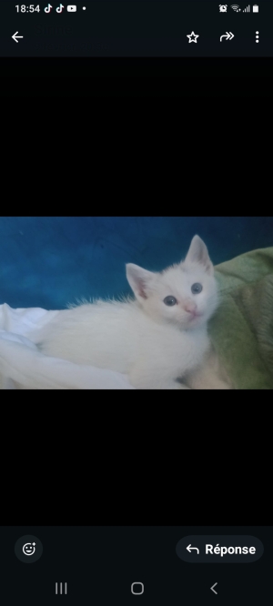 Chatte adoption