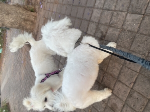 Chiens à adopté