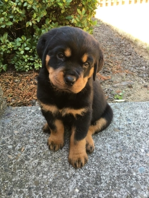 Magnifique portée de  Rottweiler pedigree