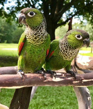 Couple ripicola