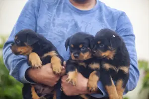 chiots rottweilers LOM (pedigree).