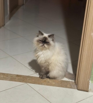 Couple Persan à vendre avec leur carnets de vaccin