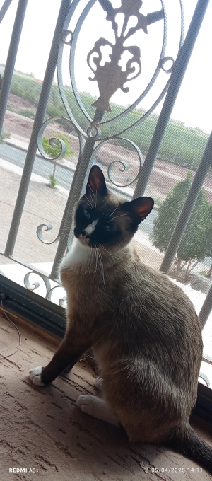 Chat siamois