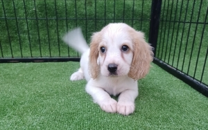 Cocker spaniel