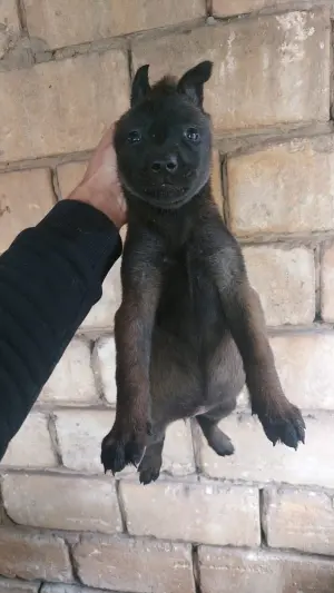 Chiot Malinois