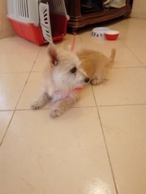 Chihuahua a adopter