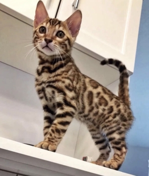 Bengal