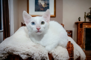 Angora mâle et femelle yeux différents