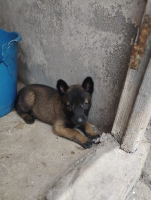 Malinois